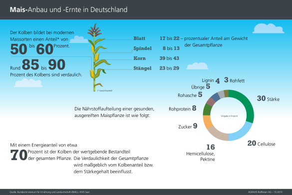 Wissenswertes zur Maispflanze - Grafik